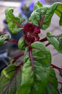 Dracula Celosia thumbnail 2