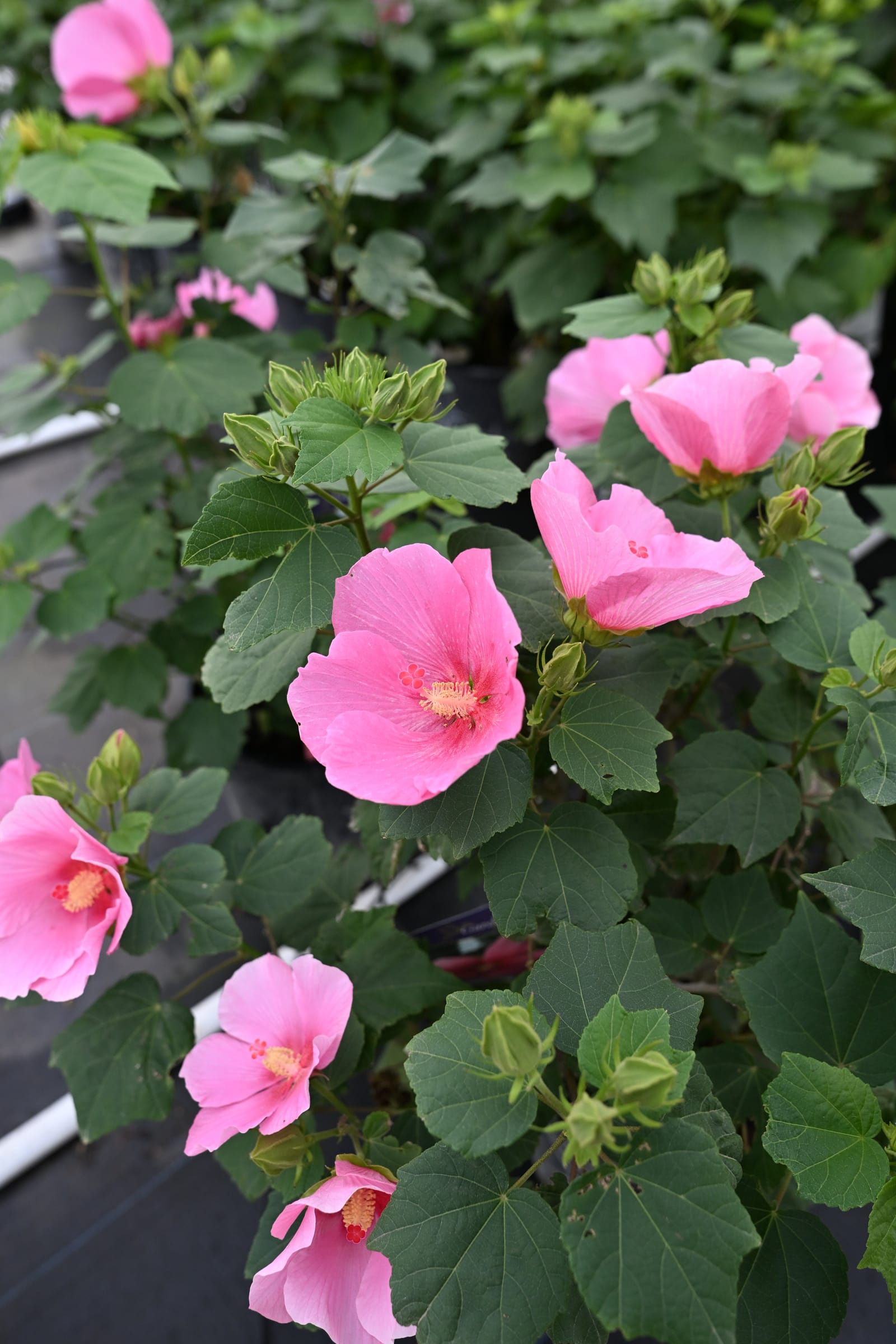 Big Hit Pink Hardy Hibiscus - view 4