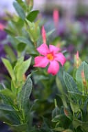 Bella Pink Dipladenia thumbnail 2
