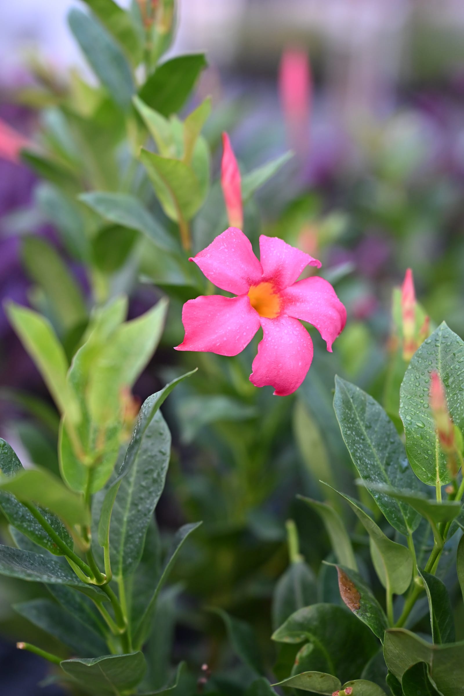 Bella Pink Dipladenia - view 2
