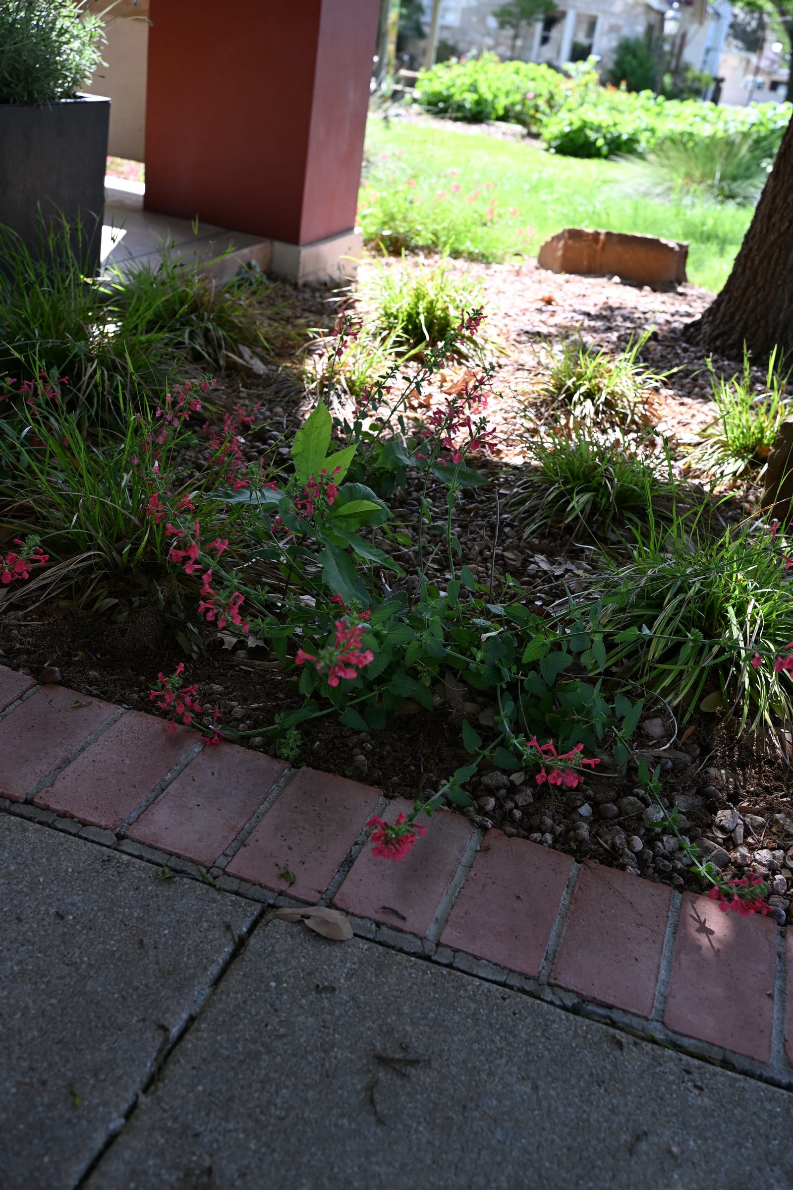 Cedar Sage Salvia - view 3