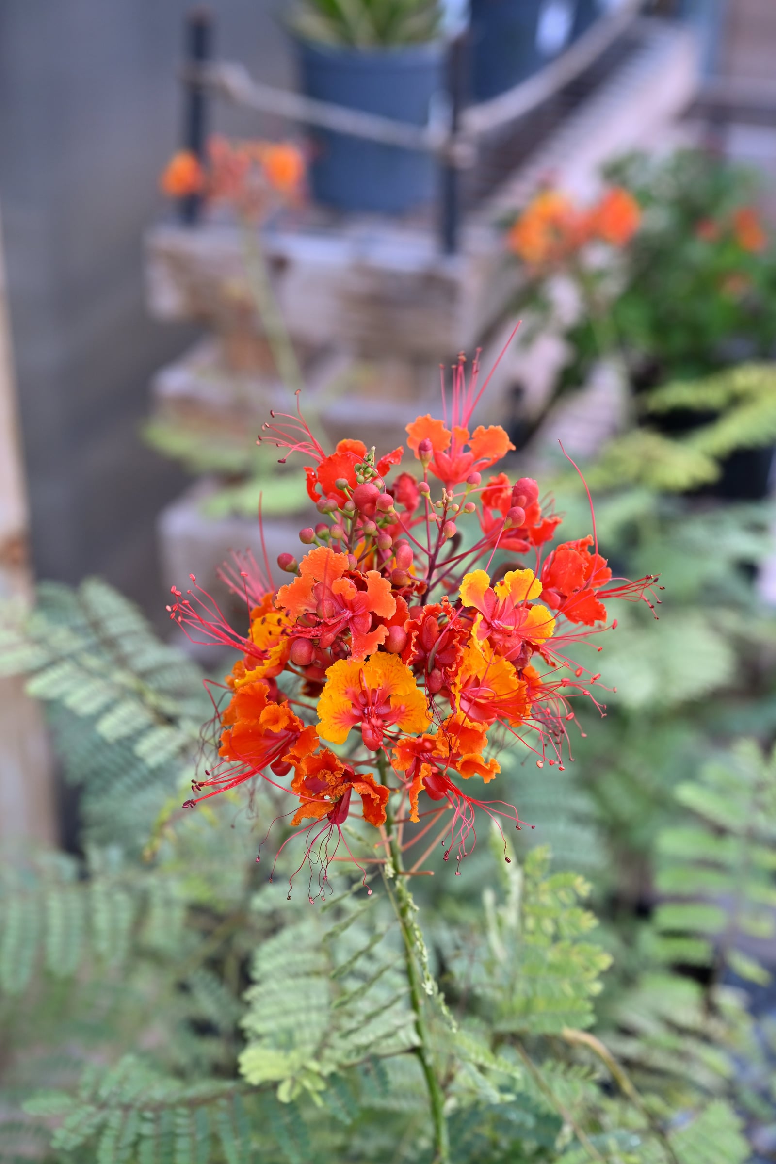 Pride of Barbados - Image 1