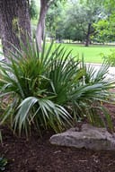 Dwarf Palmetto Palm thumbnail 3