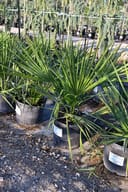Dwarf Palmetto Palm thumbnail 2