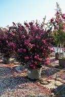 Ebony Pink Crape Myrtle thumbnail 2