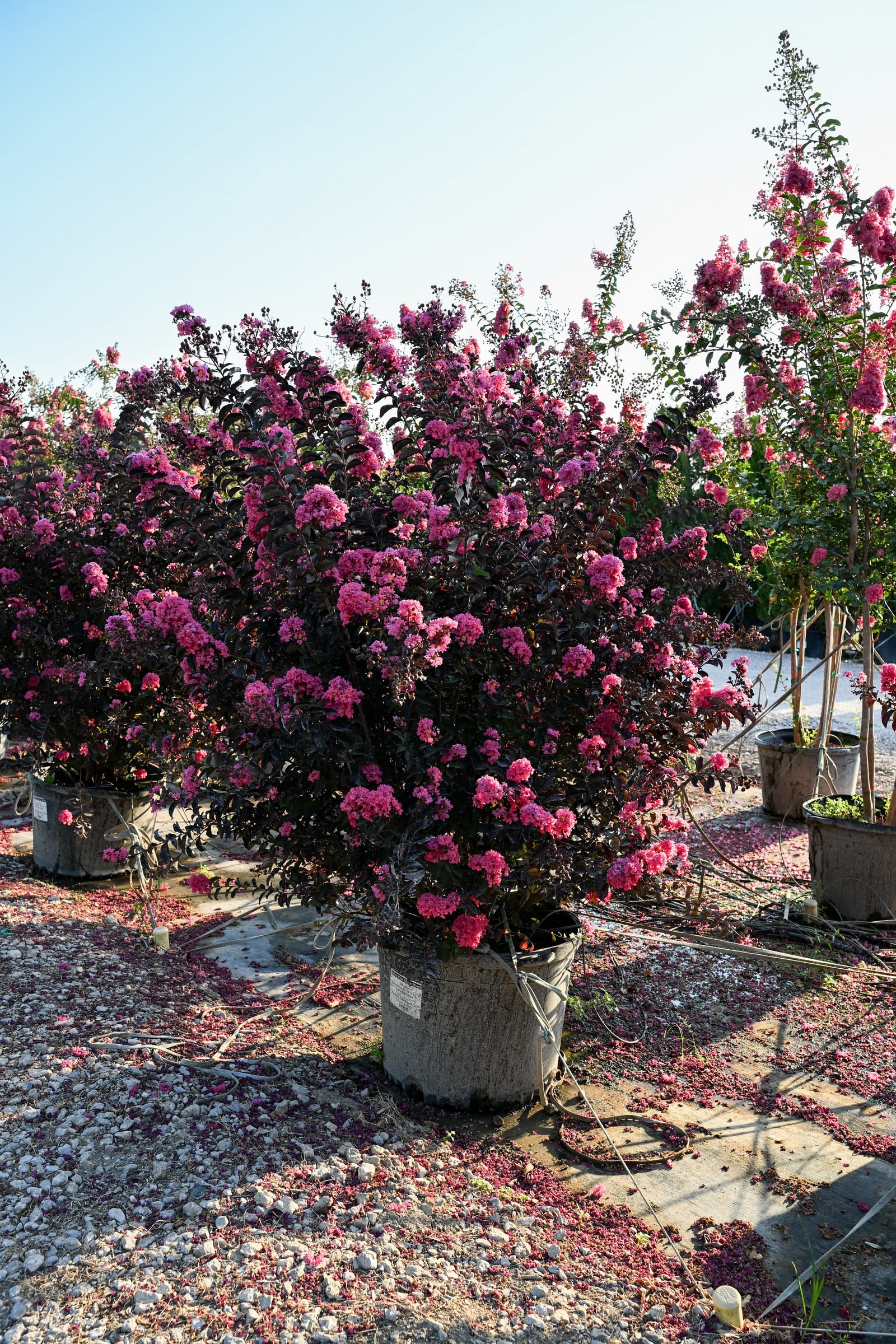 Ebony Pink Crape Myrtle - Image 2
