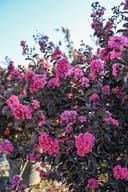 Ebony Pink Crape Myrtle thumbnail 4