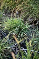Sideoats Grama thumbnail 3