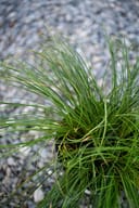 Texas Carex Sedge thumbnail 2