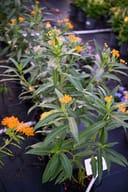 Silky Gold Tropical Milkweed thumbnail 3