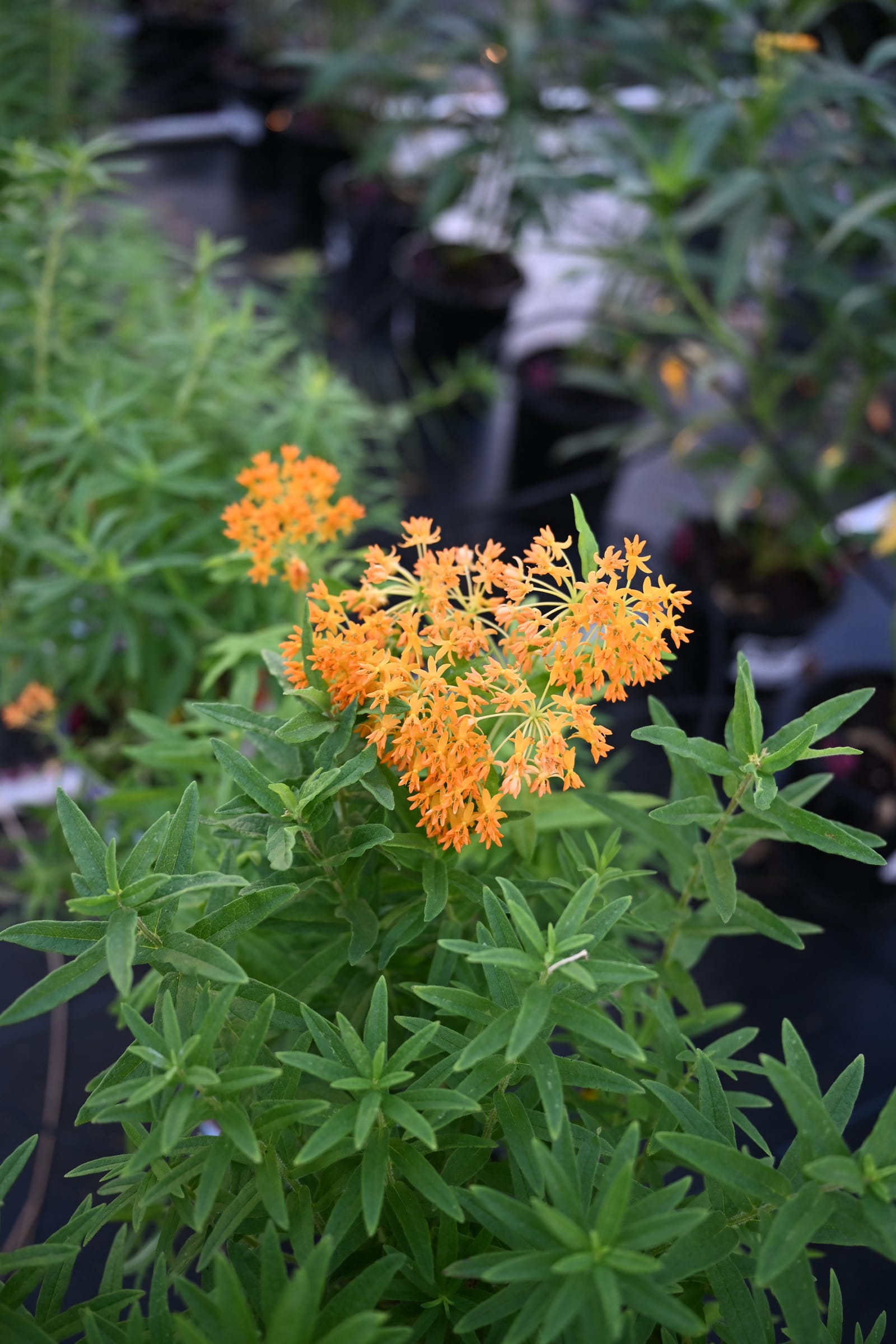 Butterfly Milkweed - view 2