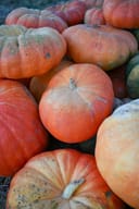 Cinderella Pumpkin thumbnail 2