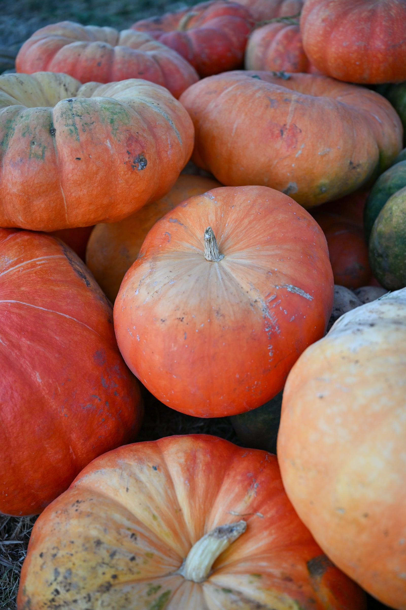 Cinderella Pumpkin - Image 2