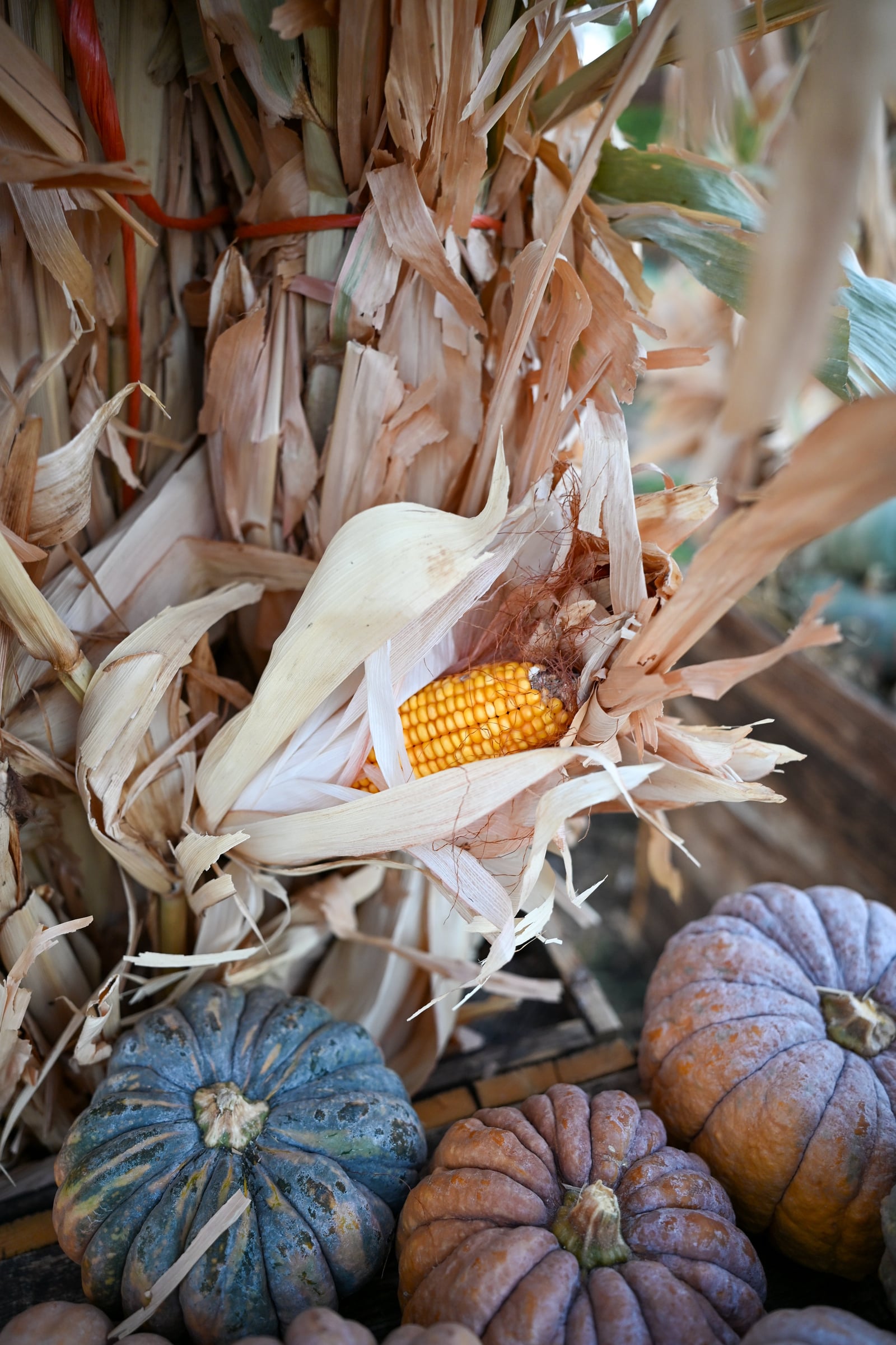 Corn Stalk Bundles - Image 2