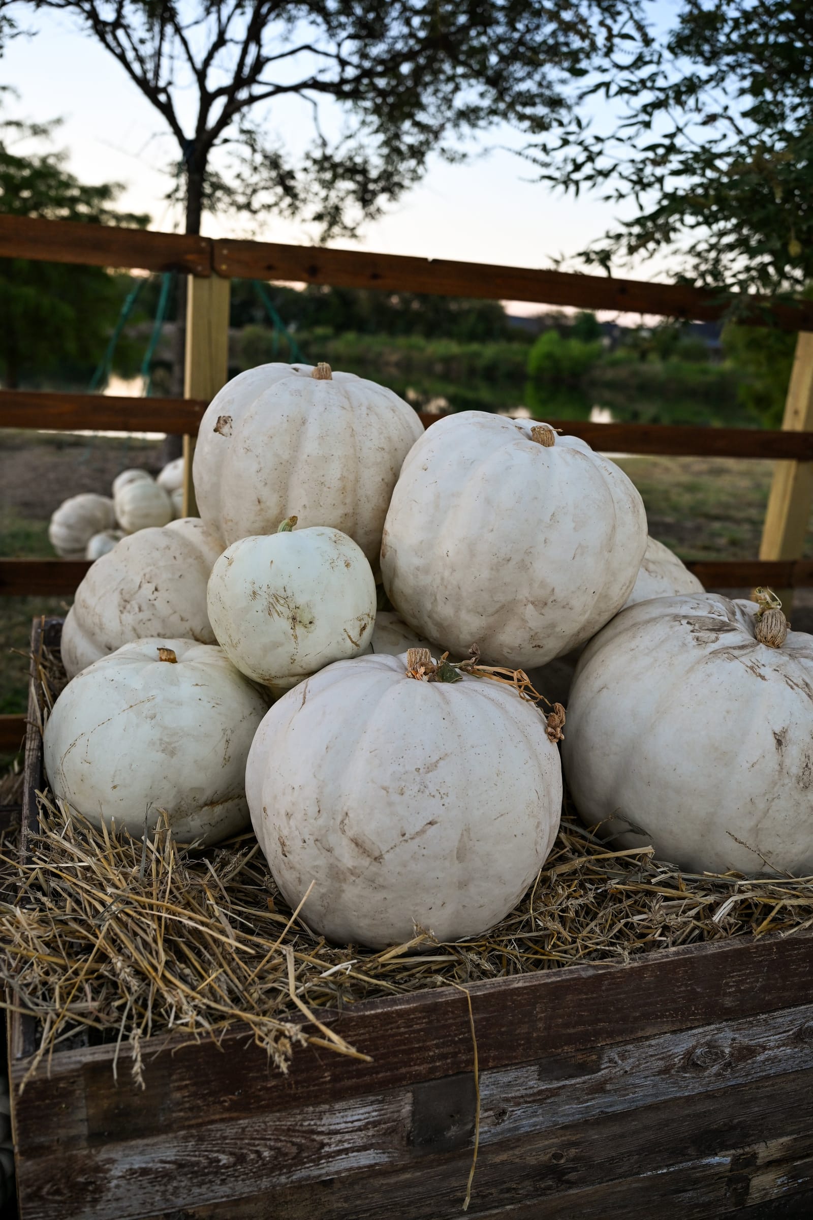 Crystal White Pumpkin - view 2