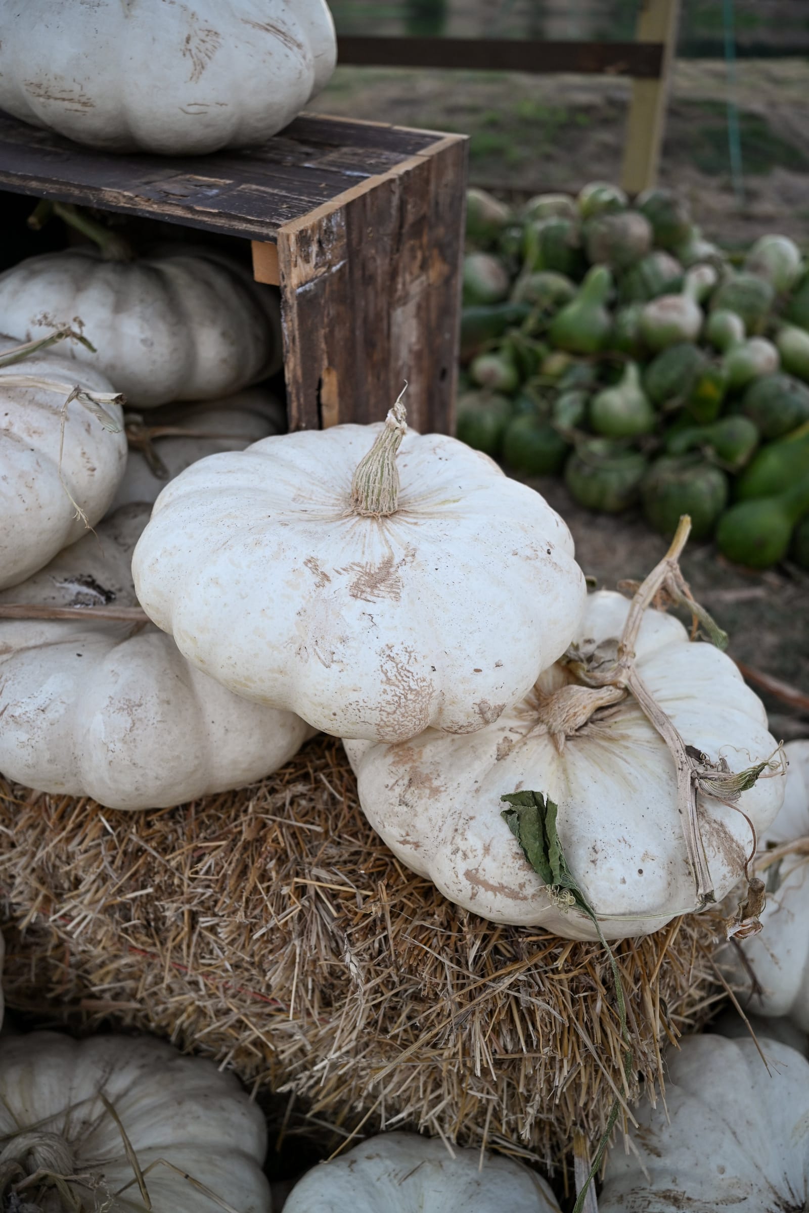 Enchanted Pumpkin - view 2