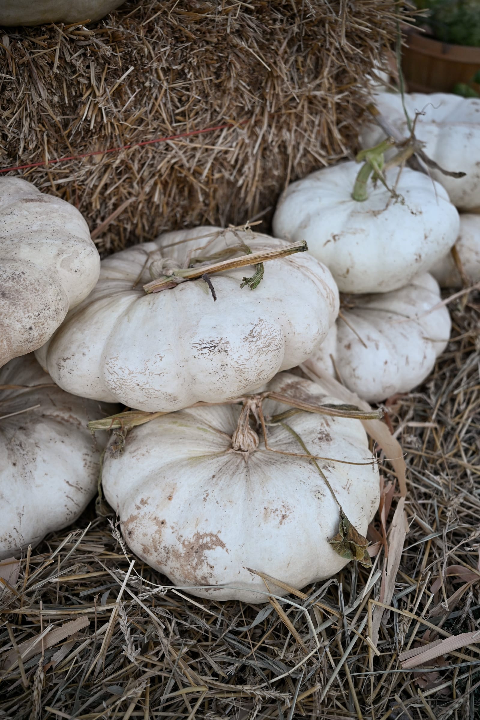 Enchanted Pumpkin - view 4