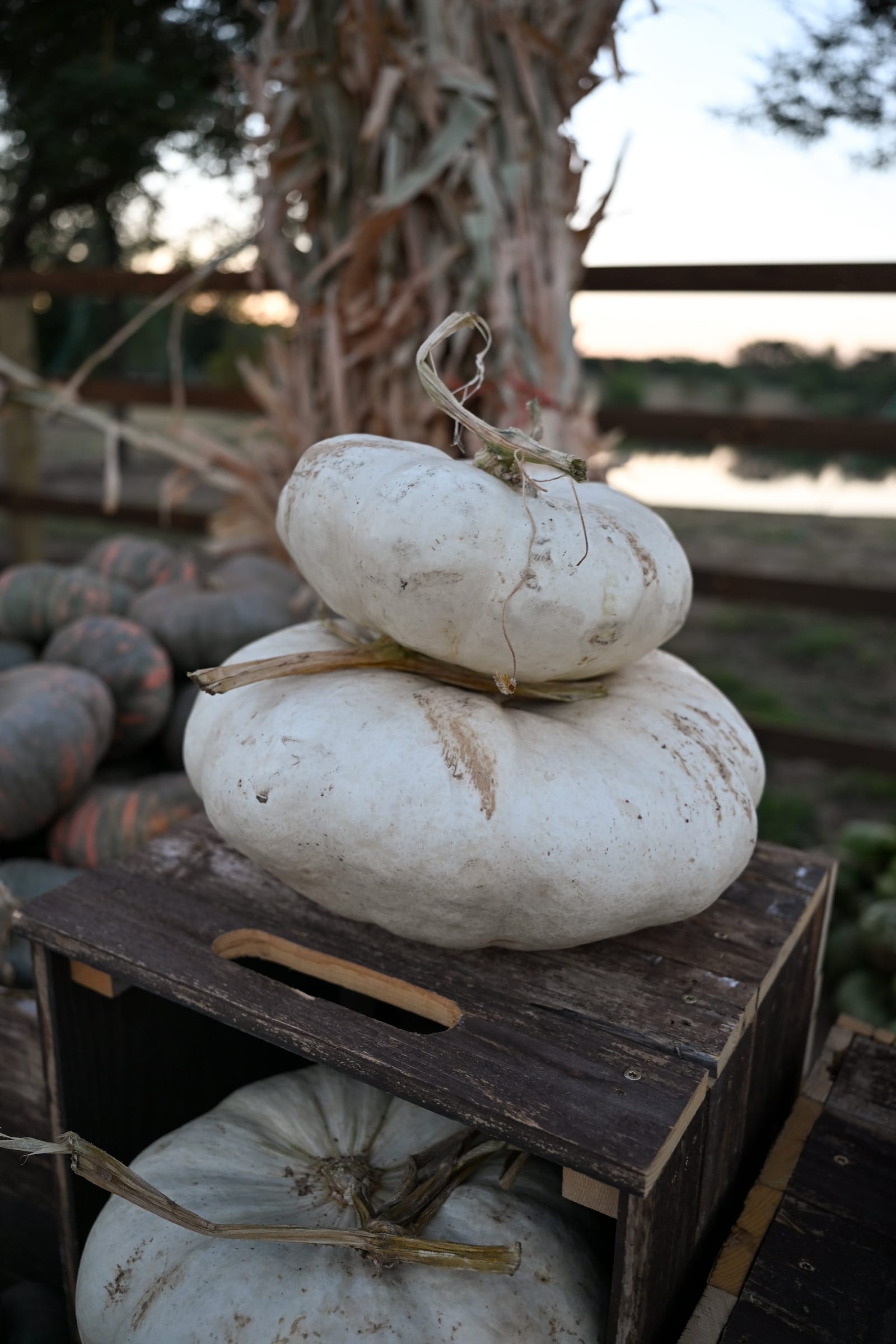 Enchanted Pumpkin - view 3