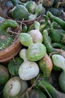 Gourds thumbnail 3