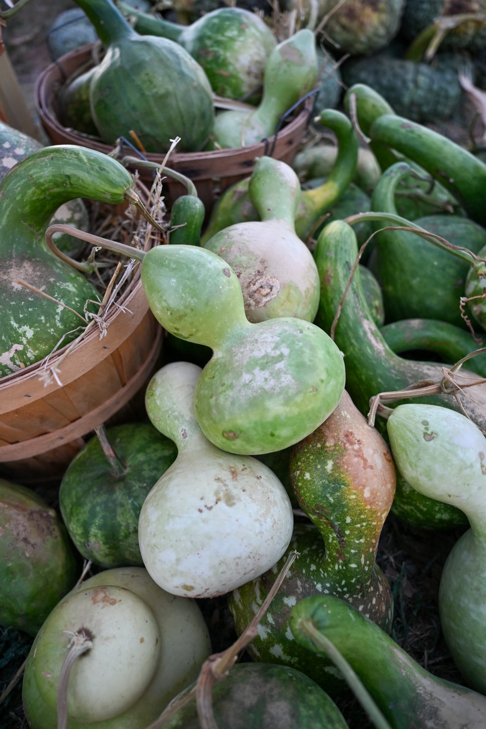 Gourds - view 2