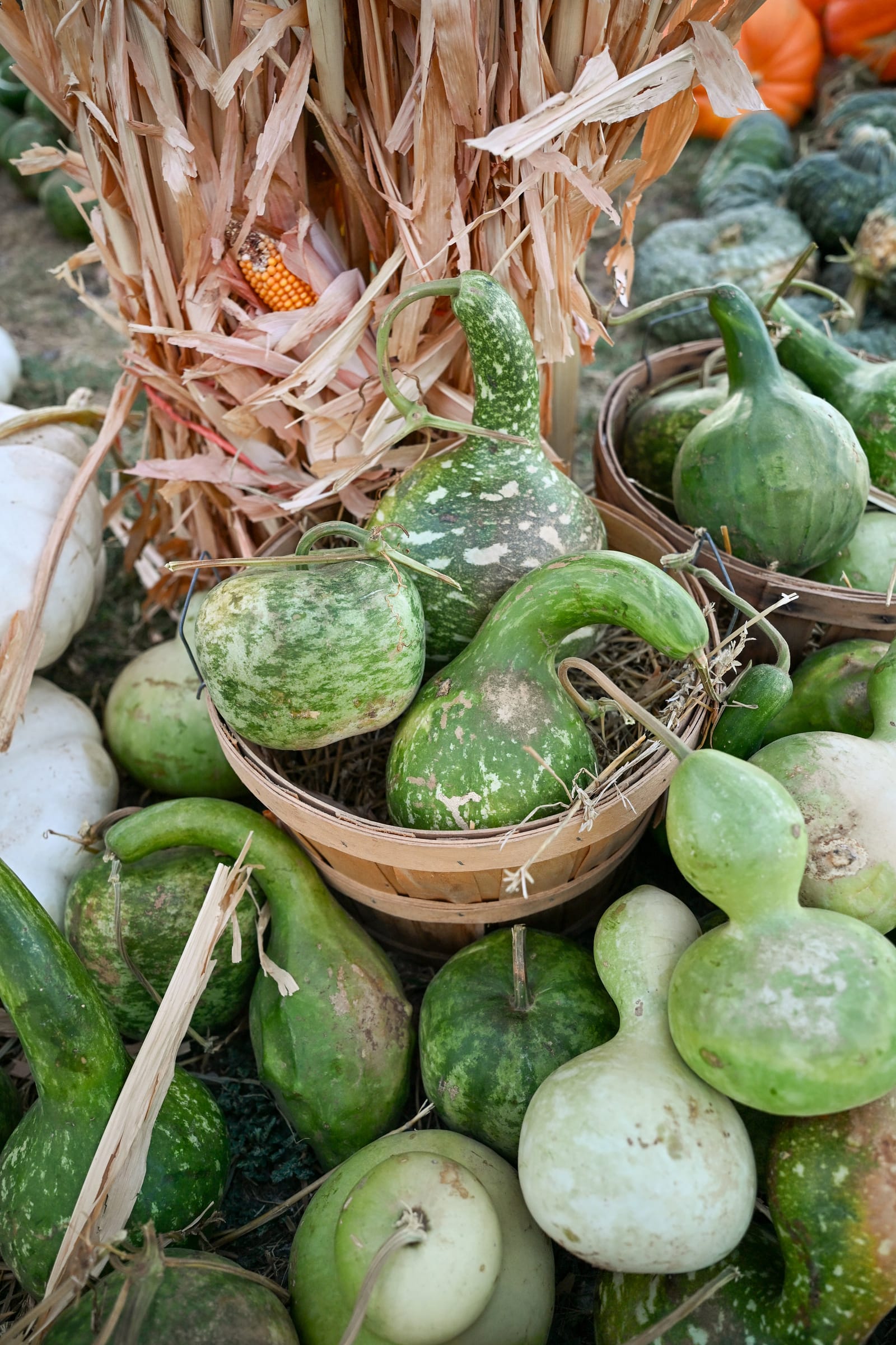 Gourds - view 3