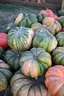Large Fairytale Pumpkin thumbnail 3