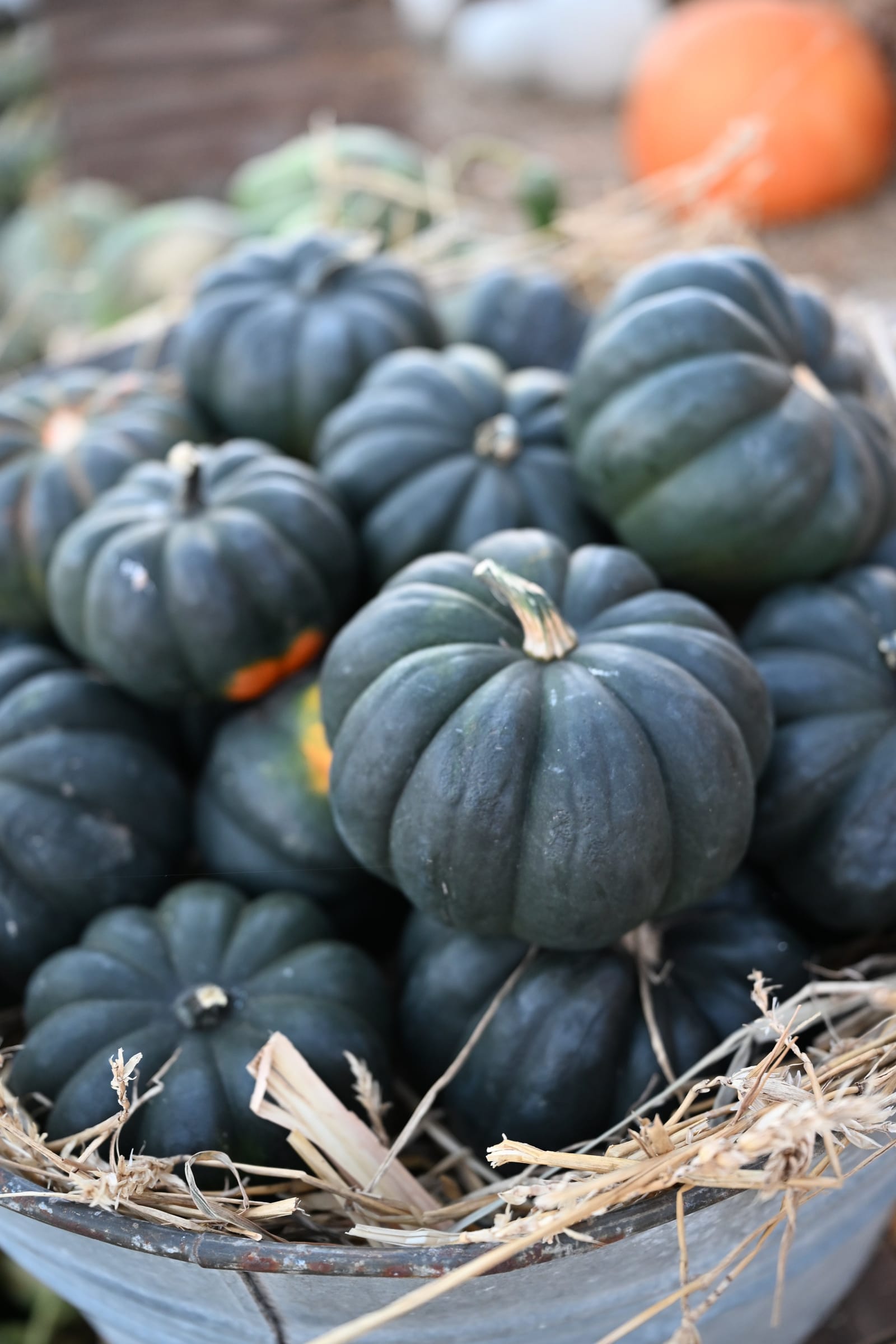 Mini Midnight Pumpkin - view 3