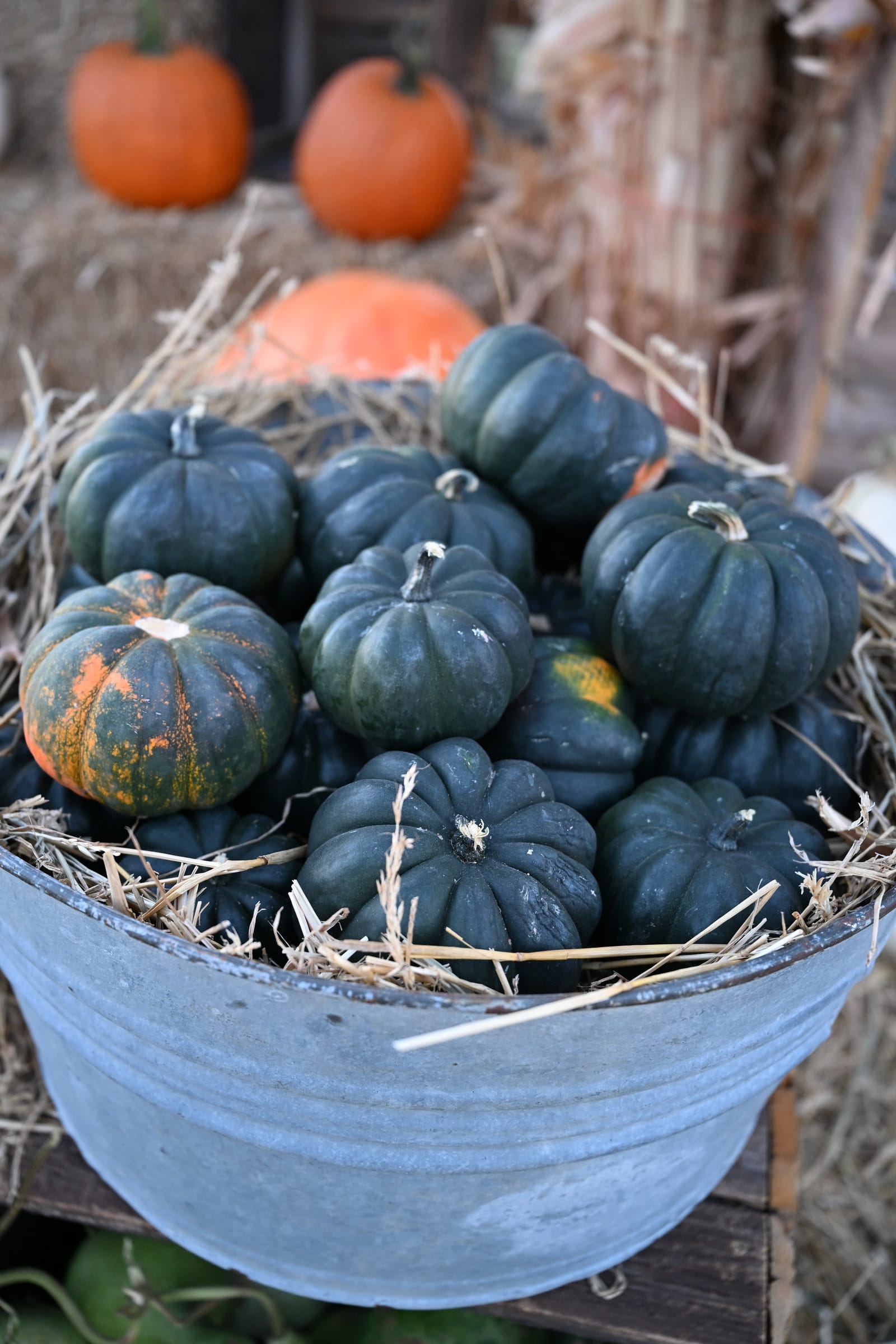 Mini Midnight Pumpkin - view 2