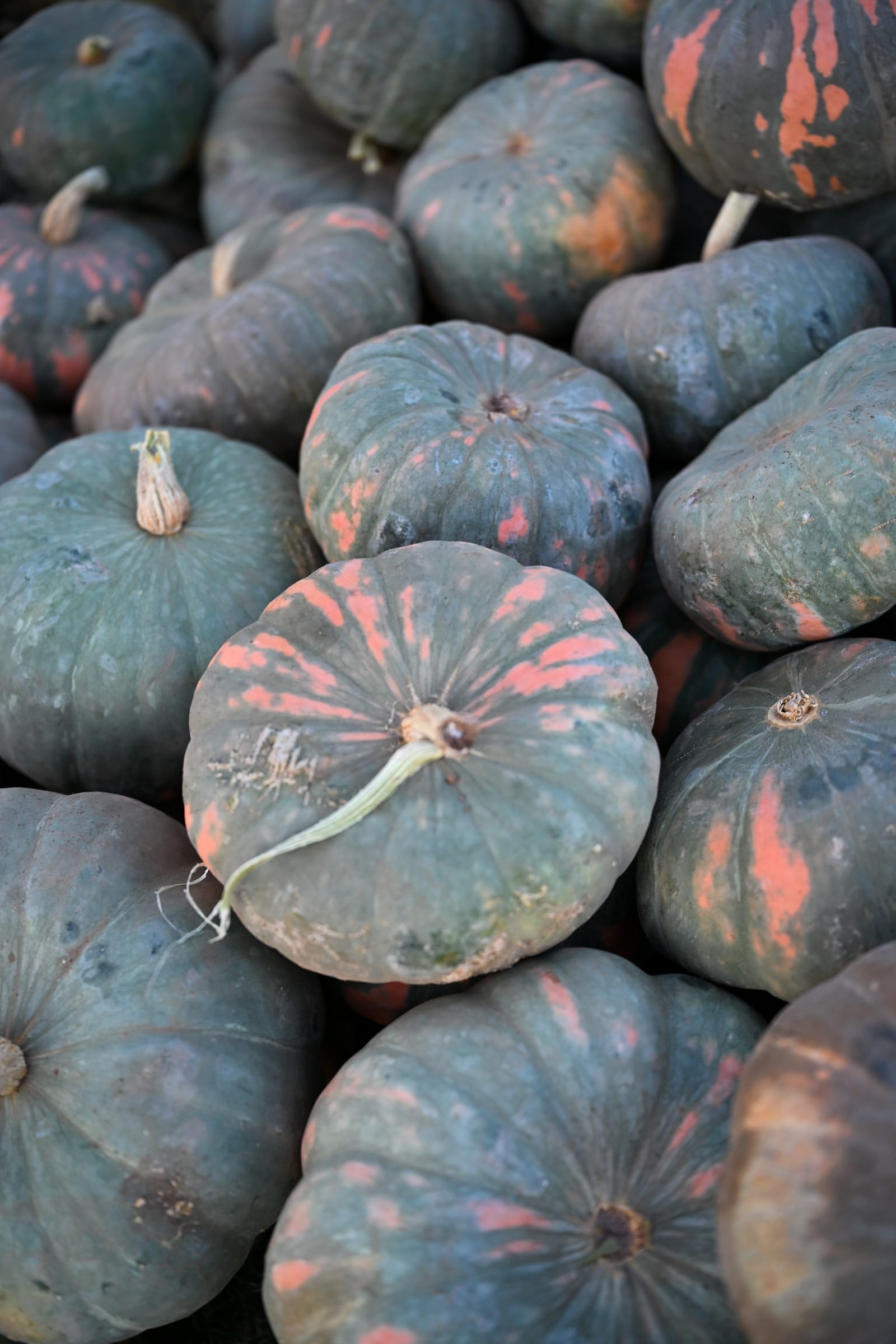 Speckled Hound Pumpkin - view 2