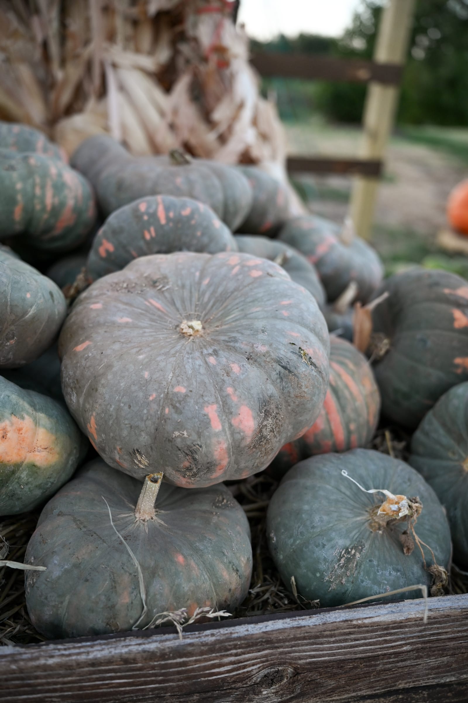 Speckled Hound Pumpkin - view 3