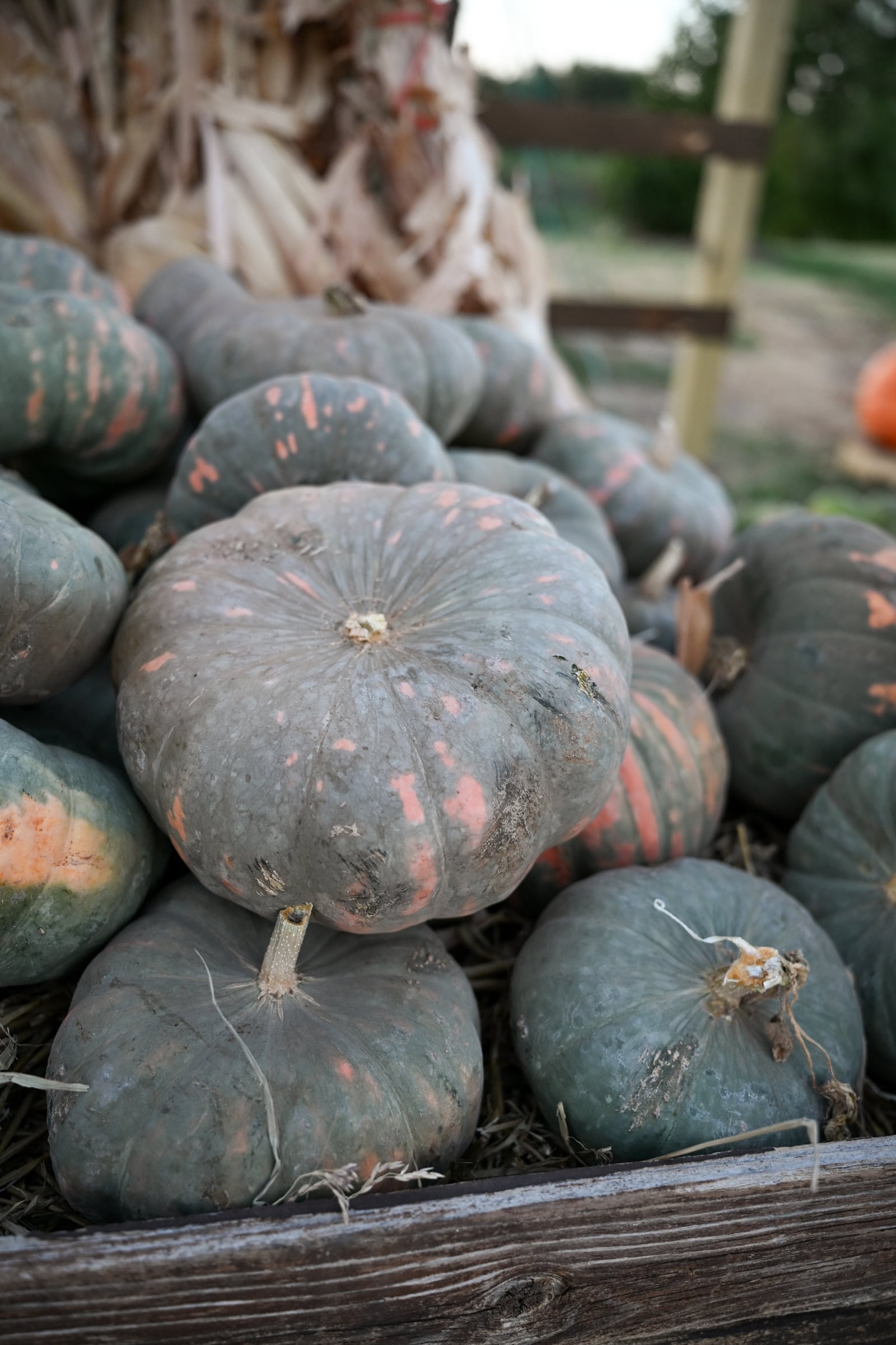 Speckled Hound Pumpkin - Image 2