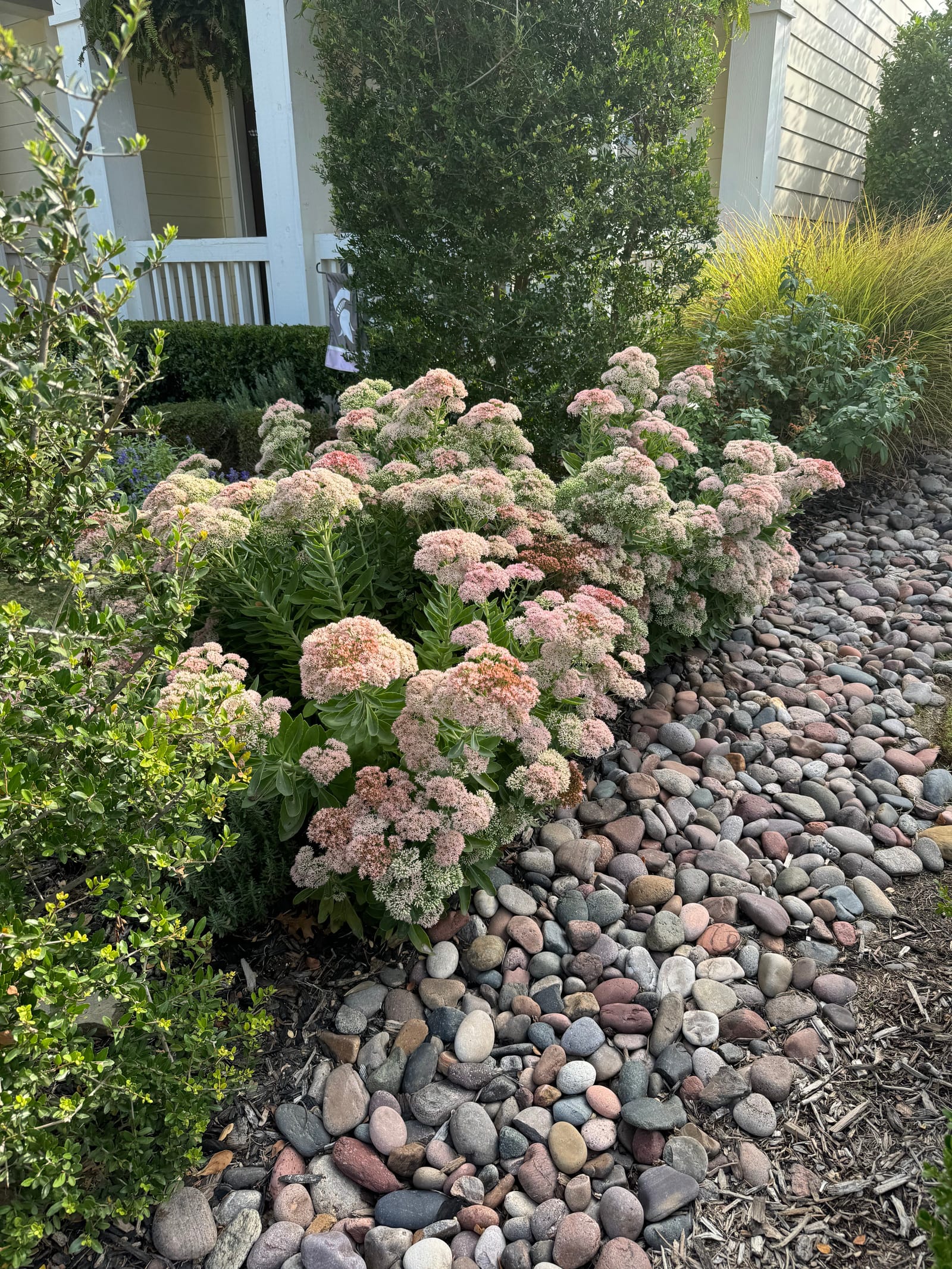 Autumn Joy Sedum - view 2