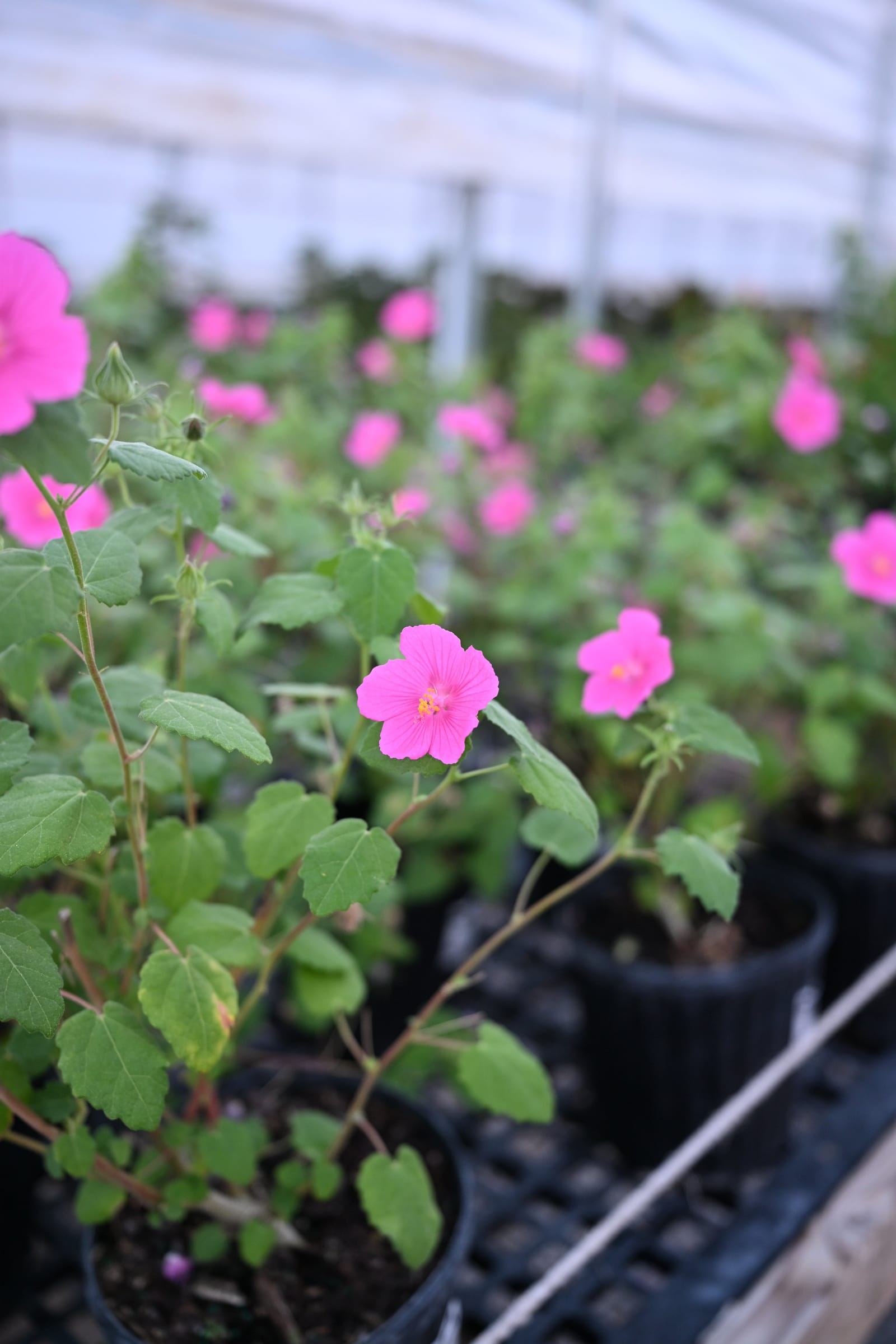 Rock Rose Pavonia - view 4
