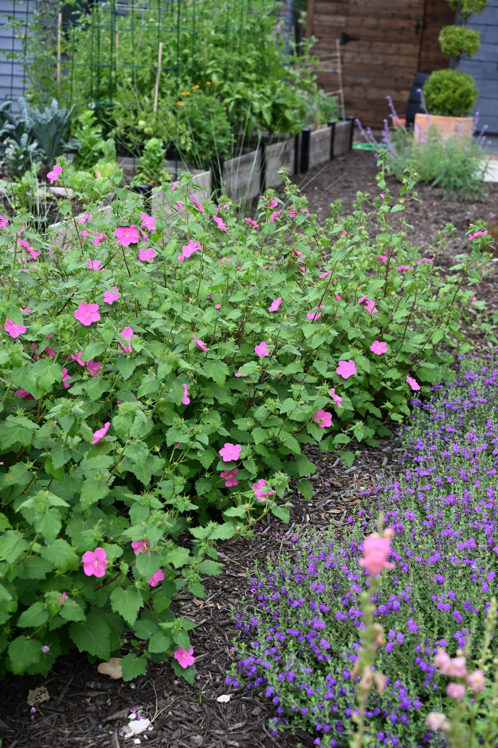 Rock Rose Pavonia - view 5