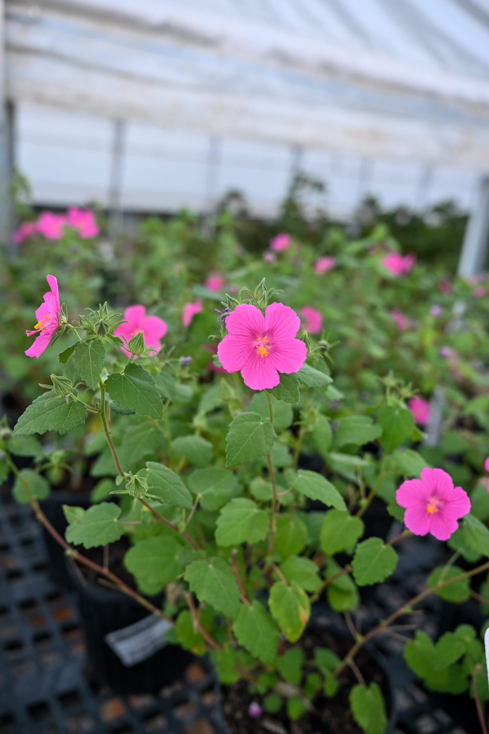 Rock Rose Pavonia - view 3