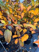 Vanilla Strawberry Hydrangea Tree Form thumbnail 2