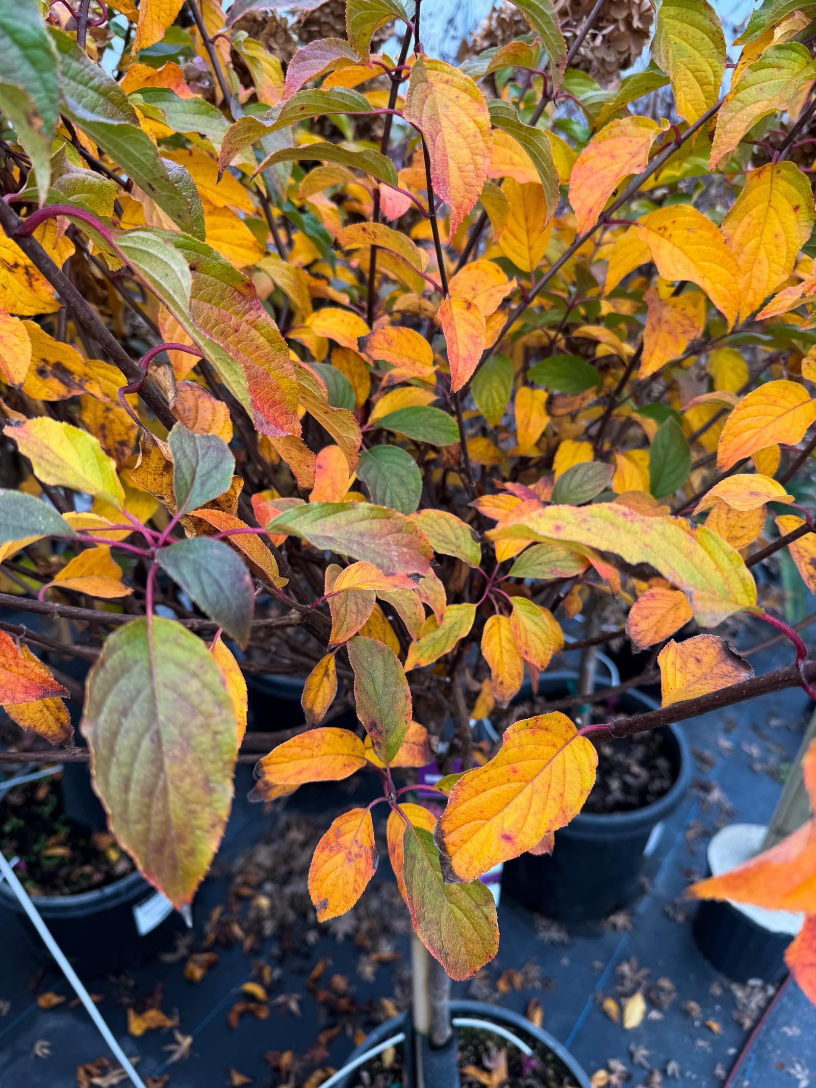 Vanilla Strawberry Hydrangea Tree Form - Image 2