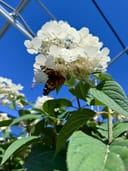 Vanilla Strawberry Hydrangea Tree Form thumbnail 4