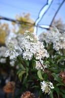 Vanilla Strawberry Hydrangea Tree Form thumbnail 9
