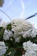 Vanilla Strawberry Hydrangea Tree Form thumbnail 10
