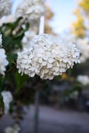 Vanilla Strawberry Hydrangea Tree Form thumbnail 7