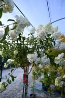 Vanilla Strawberry Hydrangea Tree Form thumbnail 6