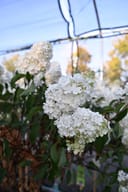 Vanilla Strawberry Hydrangea Tree Form thumbnail 8
