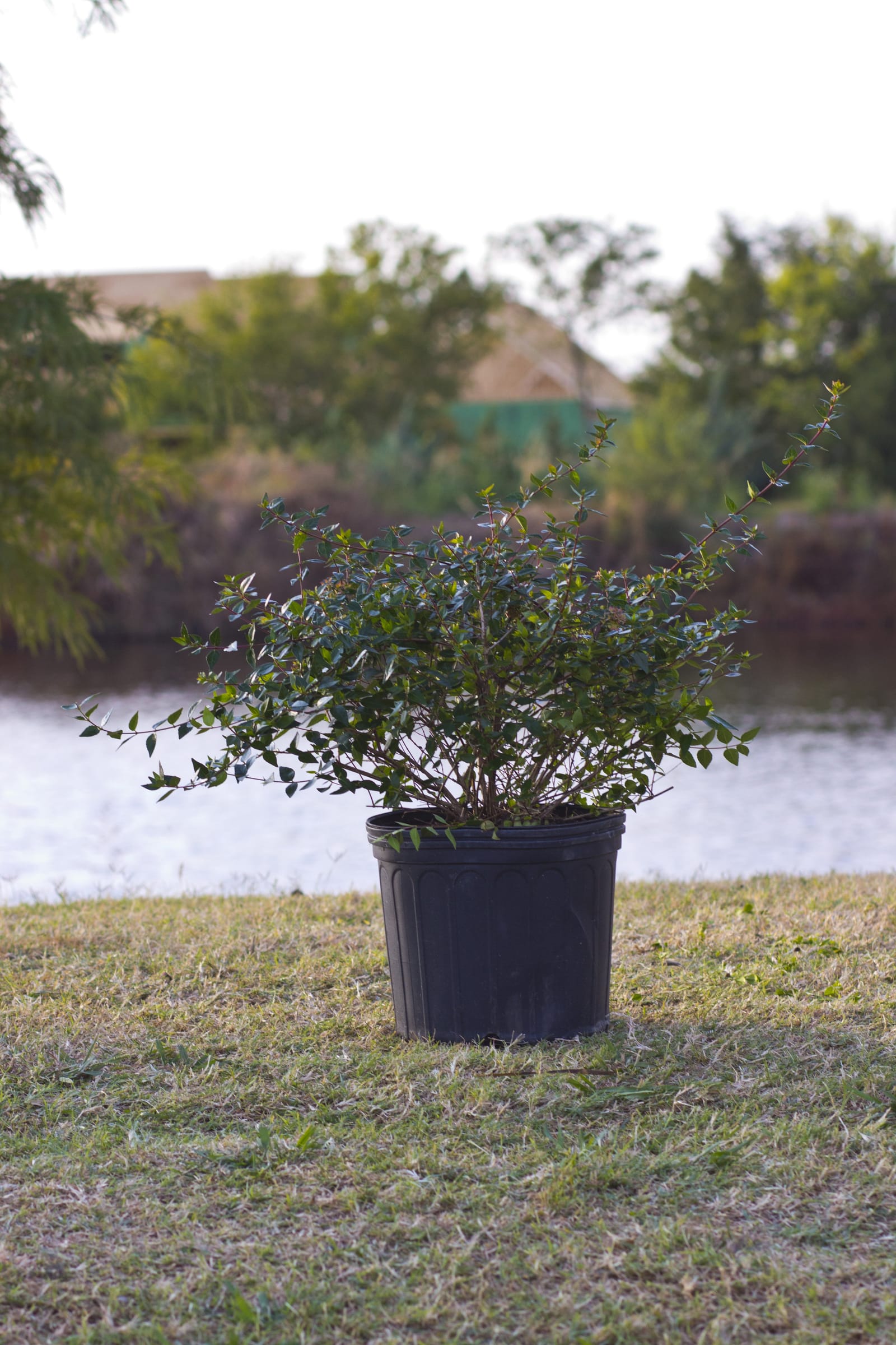 Glossy Abelia - view 4