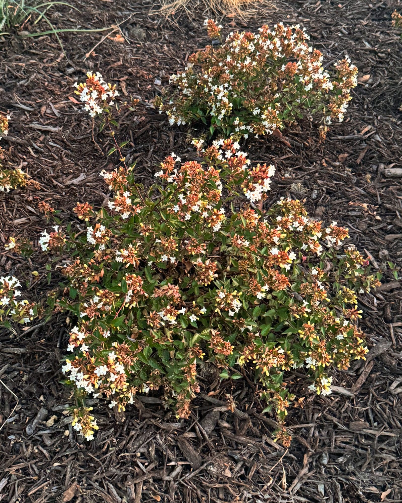 Glossy Abelia - view 3