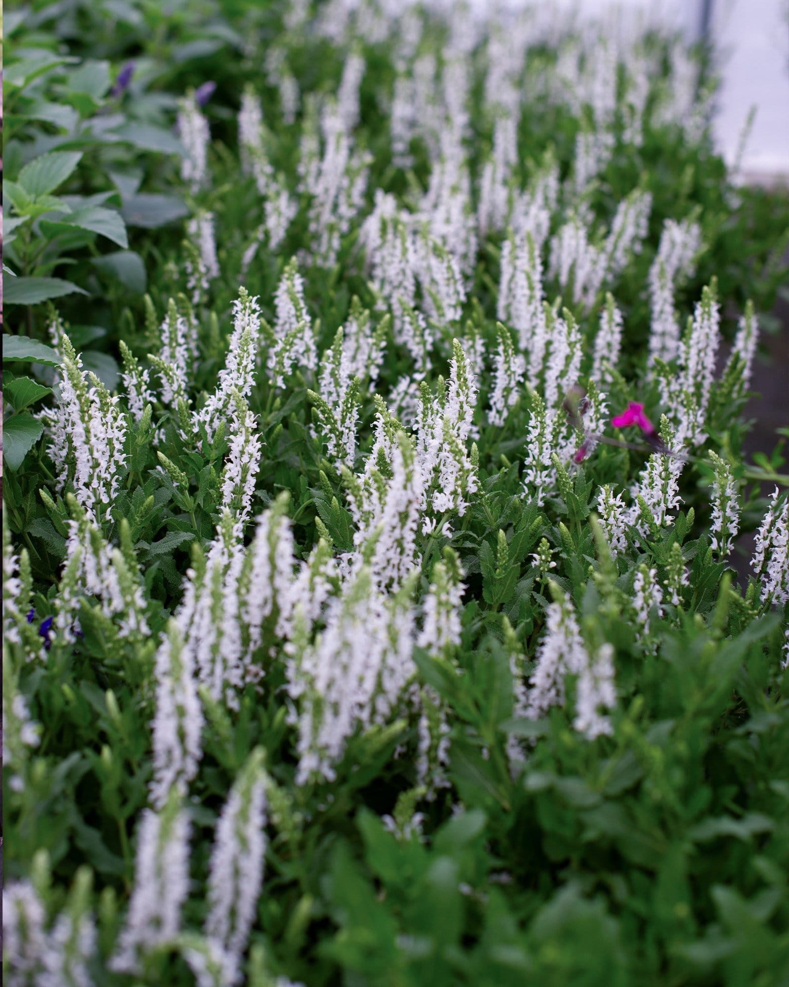Lyrical White Salvia - view 4