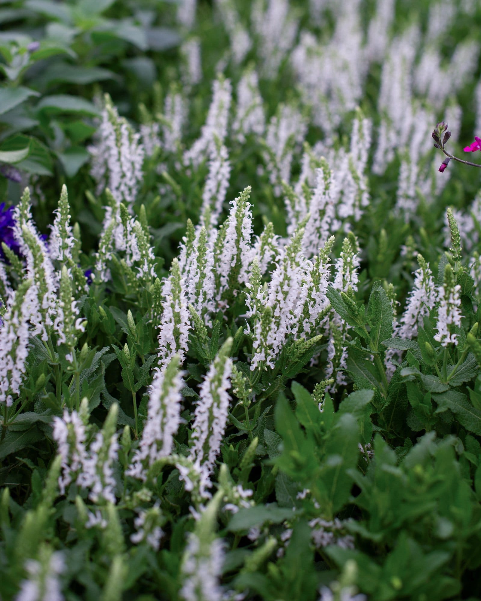 Lyrical White Salvia - view 3