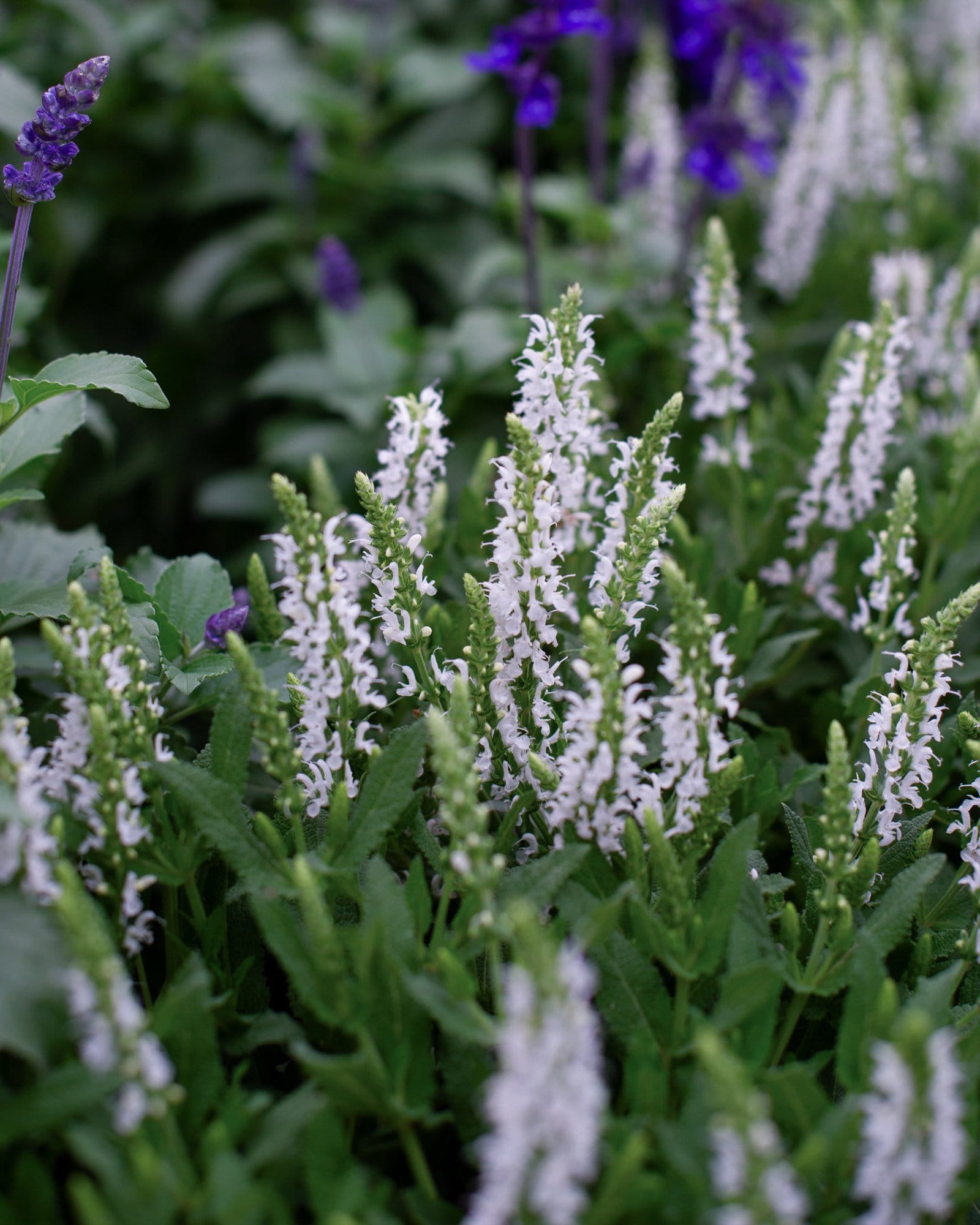 Lyrical White Salvia - view 2