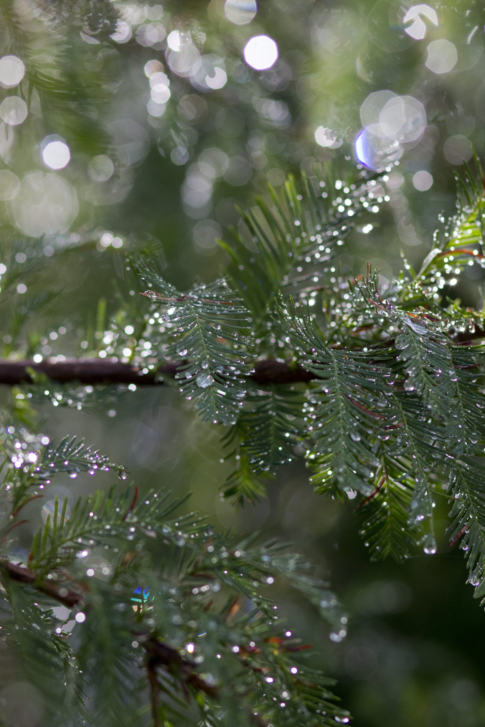 Montezuma Cypress - view 4