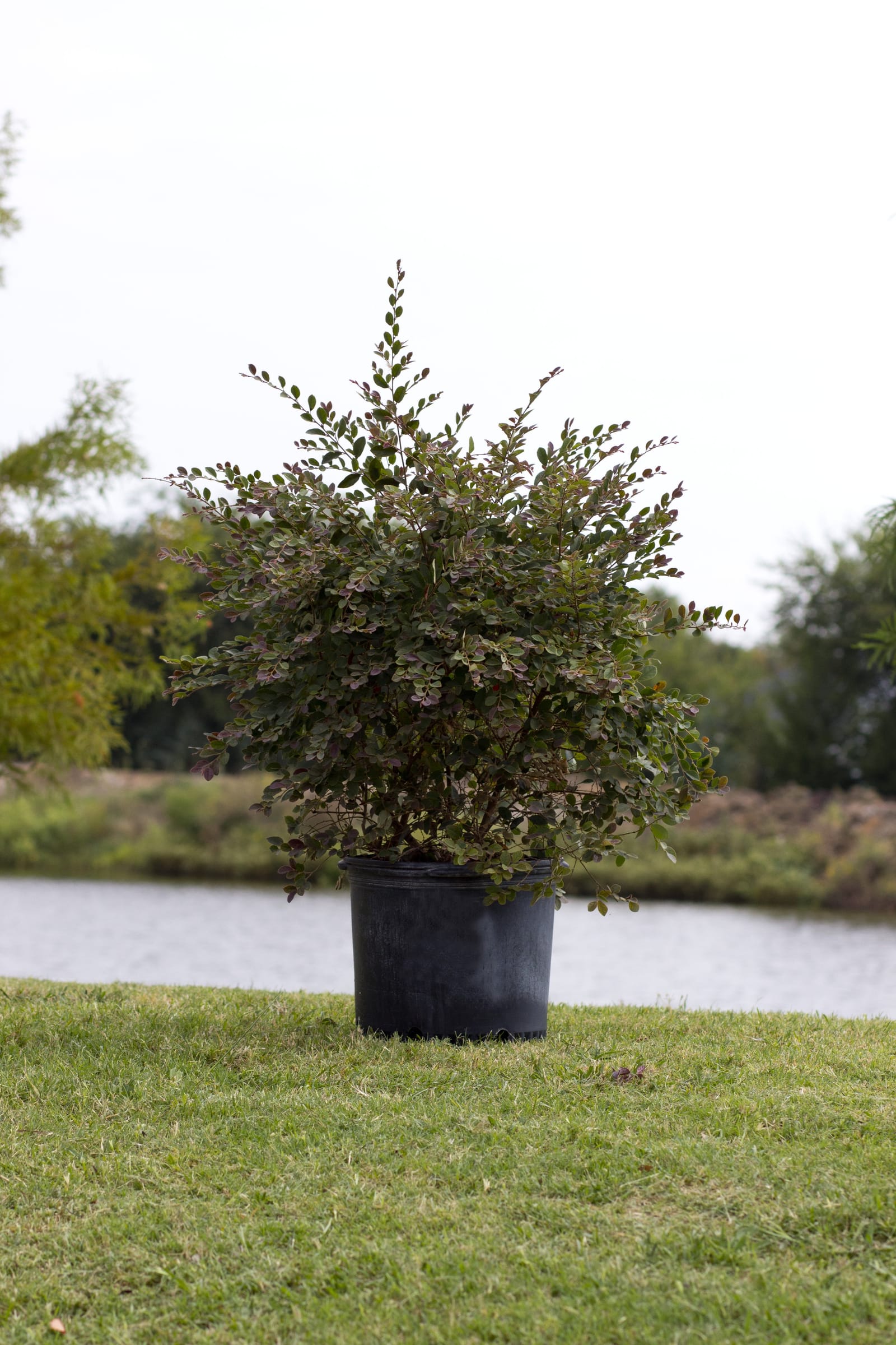 Plum Delight Loropetalum - view 3